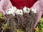 [DSC09598 Menorca - bulbs.jpg]